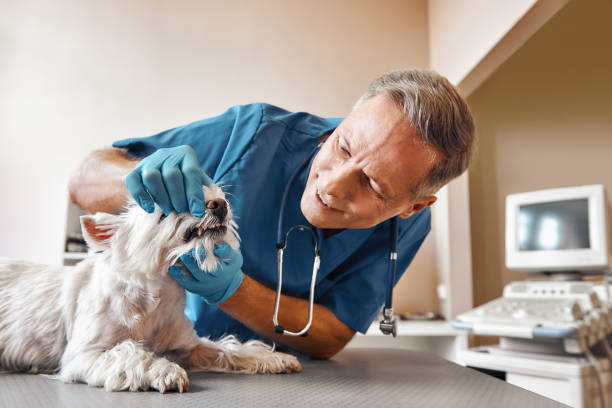 Best Emergency Dentist for Knocked-Out Tooth in West Liberty, OH